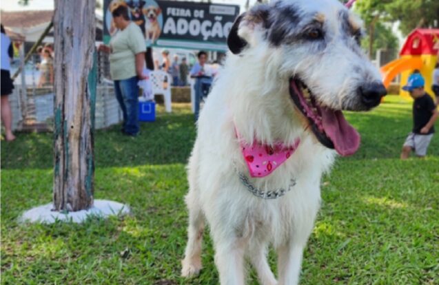 Tremembé realiza feira de adoção de cães neste sábado