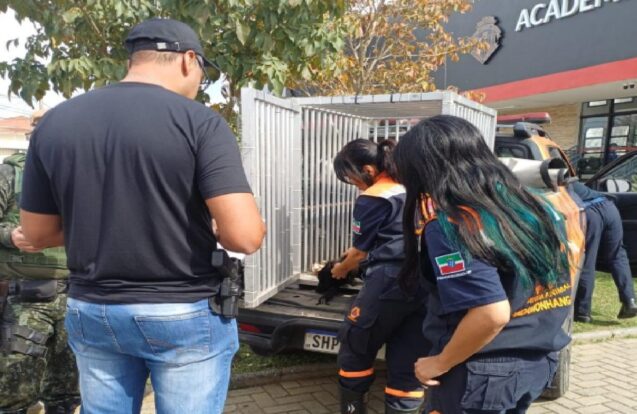 Pindamonhangaba resgata cadela vítima de maus-tratos