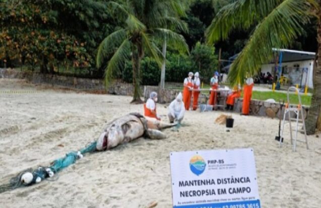Pseudorca é encontrada morta no mar e passa por necropsia em São Sebastião