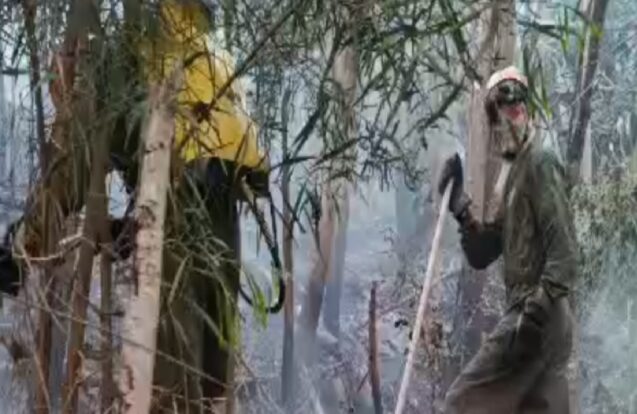Taubaté combate incêndio que atingiu área de 93 mil m² no Parque do Itaim