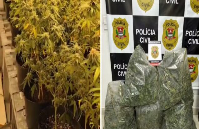 Ilhabela: estrangeiro é preso com 253 pés de maconha em imóvel de luxo
