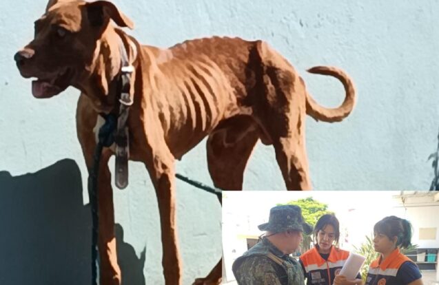 Pindamonhangaba resgata cachorro vítima de maus-tratos e mulher é presa